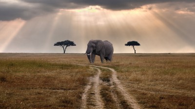 Tanzania Safari