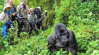 Gorillas in Bwindi National Park, Uganda