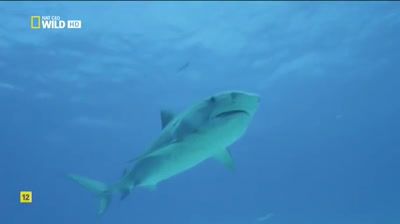 Complete Documentary | The Shark Attack