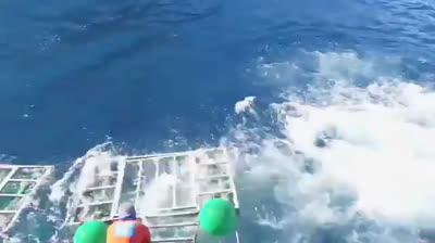 Lo squalo bianco sfonda tutto ed entra in una gabbia protettiva con dentro delle persone