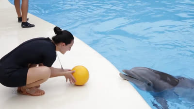 Delfines jugando con sus cuidadores