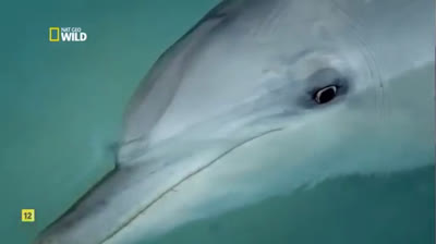 The big family of dolphins | Documentary