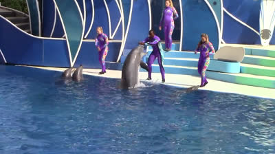 SeaWorld San Diego | Dias de delfines | Show Completo