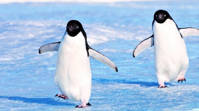 The Funniest Penguins in the World