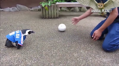 Lovely and funny penguins