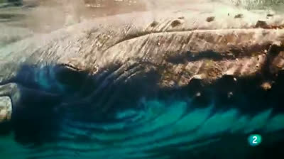 The world's largest animal | The blue whale