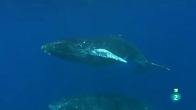 Whale war: killer whale attack | Documentary