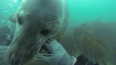 Focas salvajes jugando con buzos ¡¡increible!!