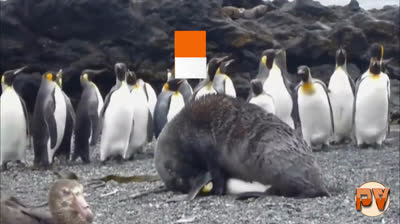 Leon Marino abuses king penguin