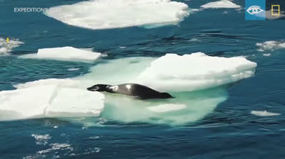 Killer whales use an incredible technique to hunt a crab seal
