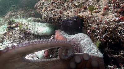 El pulpo de Cíes | Documental