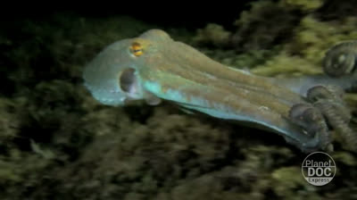 Batalla en el fondo marino | Cangrejo Ermitaño vs Pulpo