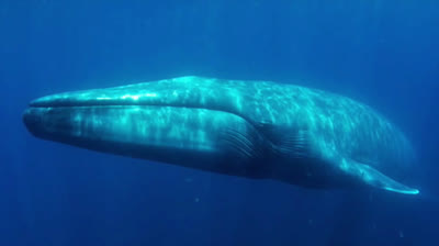 Animales gigantes | Las criaturas marina mas grandes del mundo
