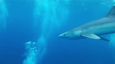 ¡Misiles acuáticos! Los animales marinos mas veloces