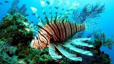 Los 10 animales marinos mas peligrosos