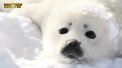 The 10 most popular aquatic mammals