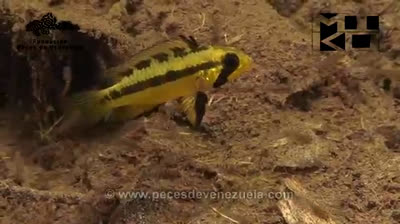 Vida acuática en Venezuela | Documental