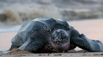 Las tortugas mas extrañas del mundo