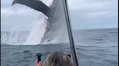 Ballena Jorobada saltando - Cámara Lenta HD