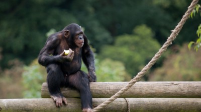 The smartest chimp you've ever seen!