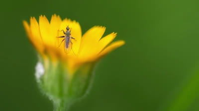 Controll the depth of field