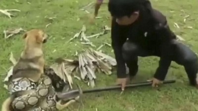 Estos niños son héroes. Salvan a su perro de un ataque mortal.