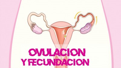 Ovulation and fecundation - The big mystery  