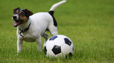 When you celebrate a goal ahead of time...