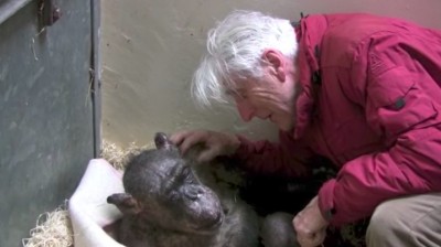 The beautiful friendship between a chimpanzee and her caretaker