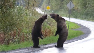 Lotta tra orsi.. in mezzo alla strada!